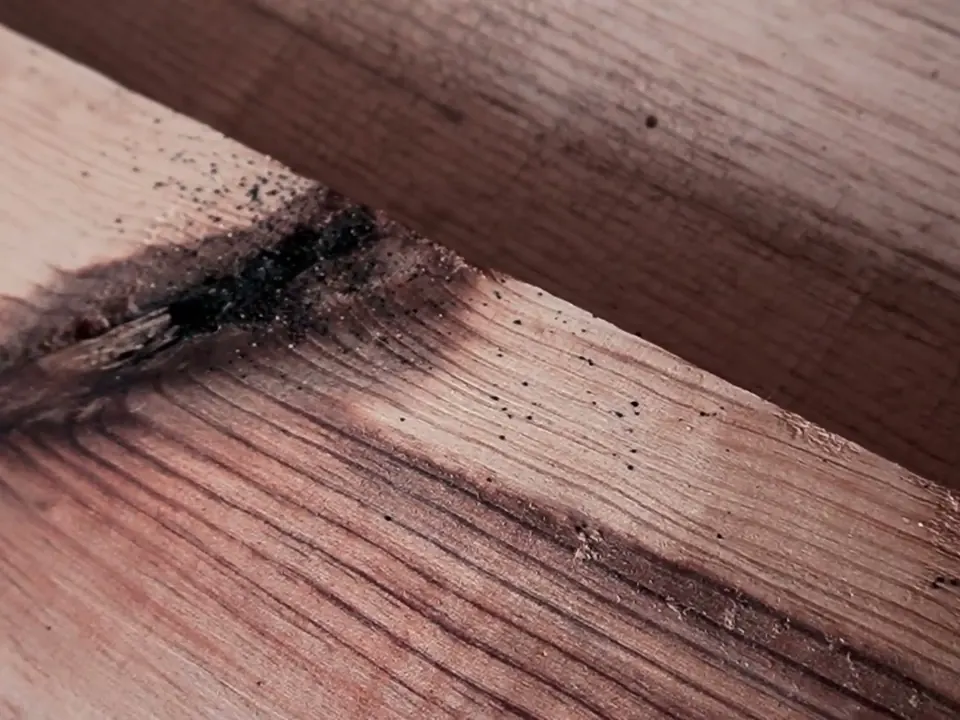 Mancha negra de excremento de chinches de cama en una tabla de la base de una cama, durante una inspección en la Ciudad de México