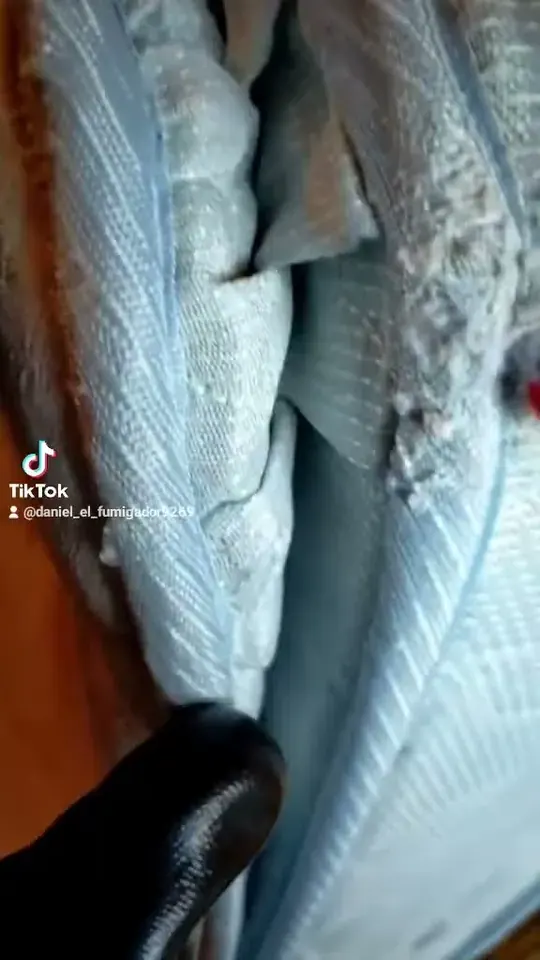Colchón revisado de cerca para eliminar chinches de cama con el calor de una plancha