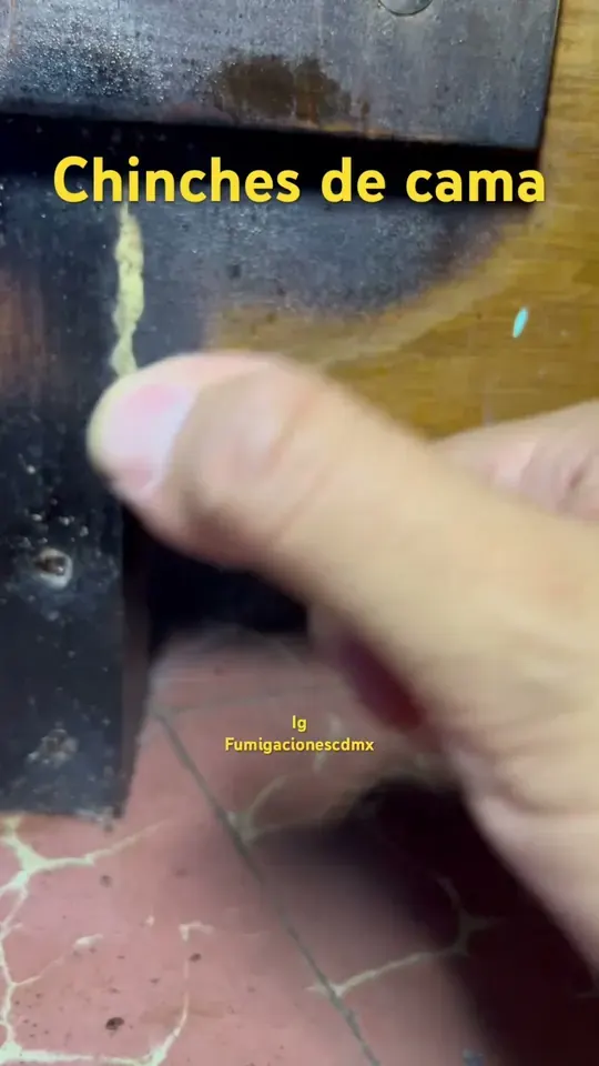 Rastros de chinches de cama en las uniones de un mueble de madera, vistos de cerca